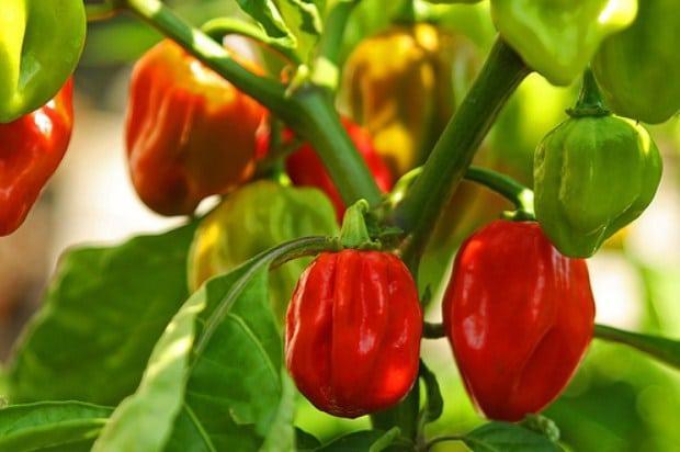 Habanero Bagus: Cara Menanam dan Merawat Tanaman Cabai Habanero